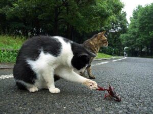 can cats eat crawfish