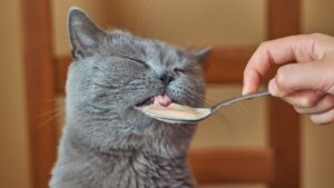 can cats eat cream of chicken soup