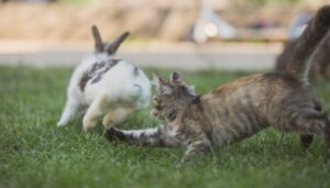 can cats eat rabbit food