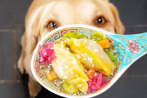 can dogs eat dumplings