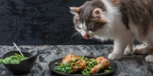 how to cook turkey giblets for cats
