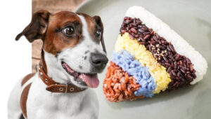 can dogs eat black rice