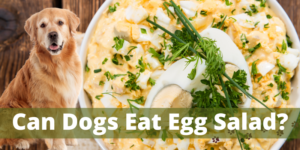 can dogs eat egg salad
