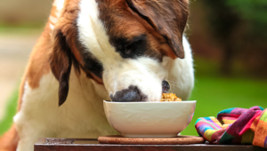 can dogs eat hot temperature food