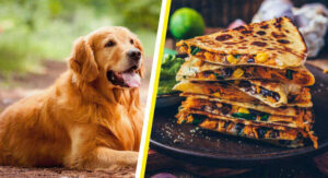 can dogs eat quesadillas