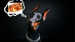 can dogs eat ravioli
