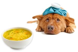 can dogs have cream of chicken soup