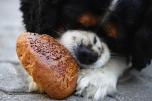 can dogs have pumpernickel bread