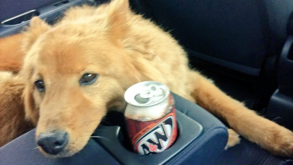 can dogs have root beer