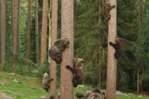can all bears climb trees