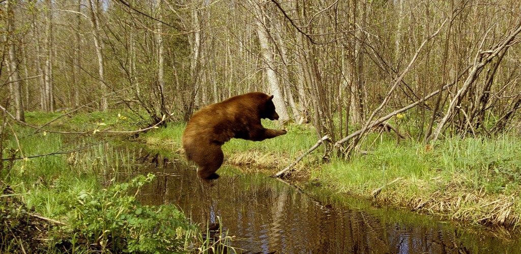 can bears jump