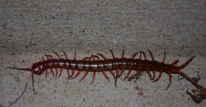 can centipedes climb walls
