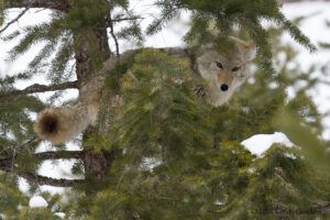 can coyotes climb trees