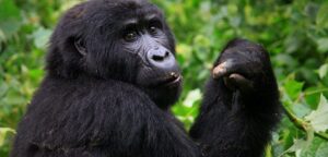 can gorillas climb trees