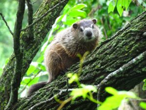 can groundhogs climb trees