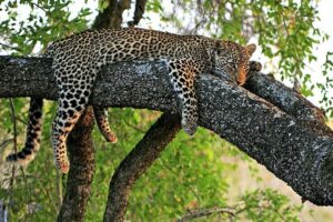 can jaguars climb trees