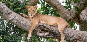 can mountain lions climb trees