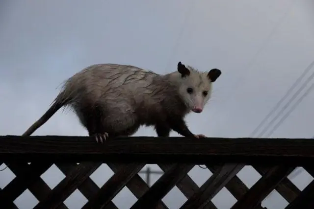 can possums climb a fence