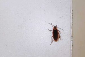 can roaches climb walls