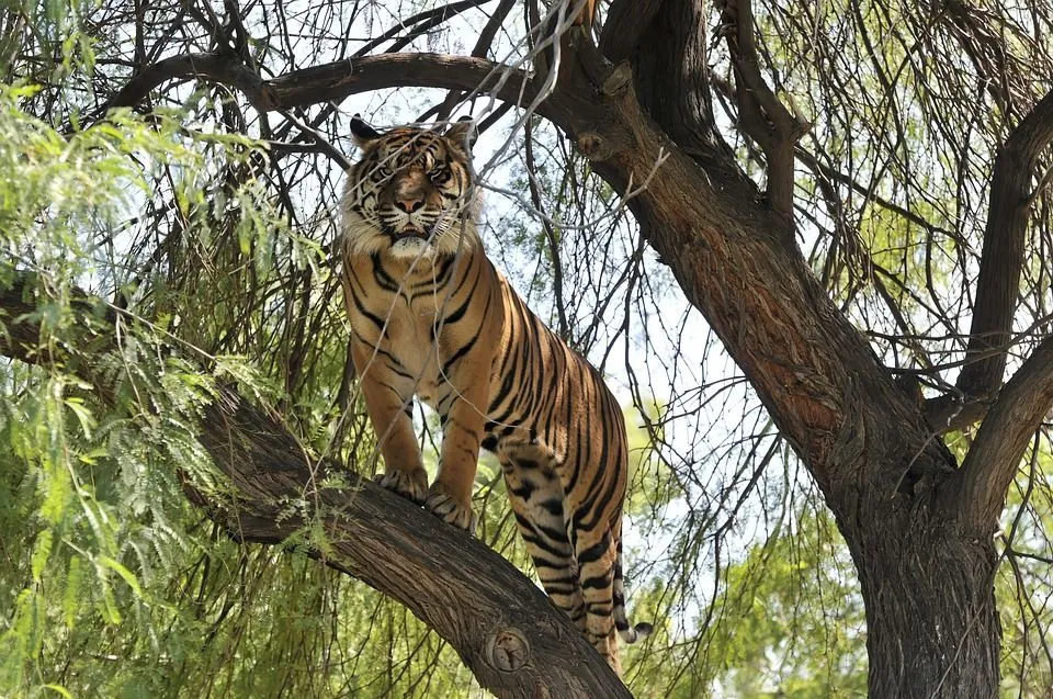 can tigers climb trees