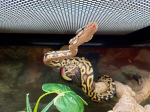 do ball pythons like to climb
