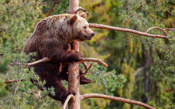 do grizzly bears climb trees