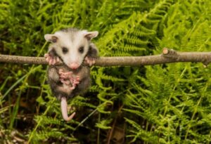 do opossums climb trees