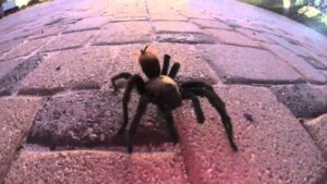 how far can a tarantula jump