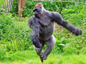 how high can a gorilla jump