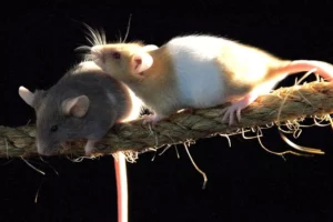 how high can a rat jump
