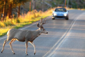 why do deer jump in front of cars