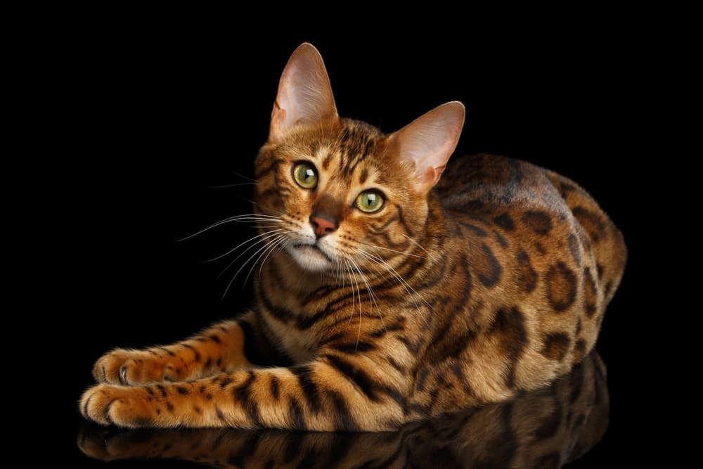 Discover the Amazing Lifespan of Bengal Cats