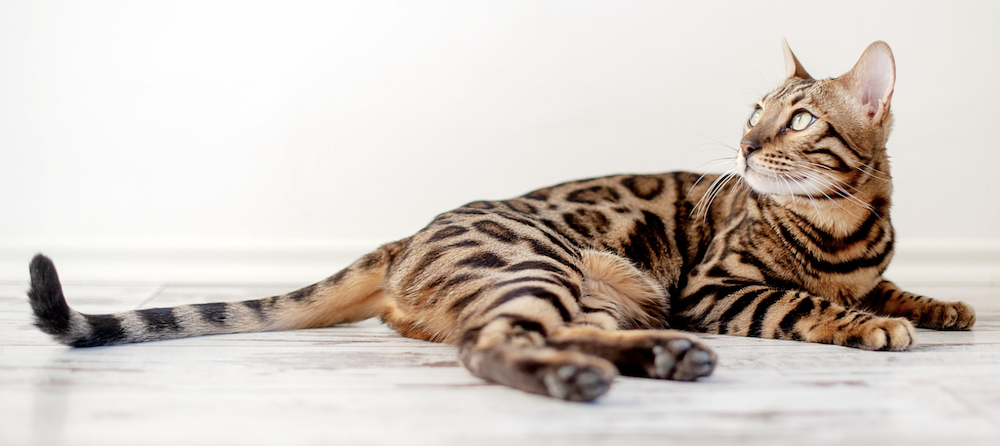 Unveiling the Lifespan of Bengal Cats
