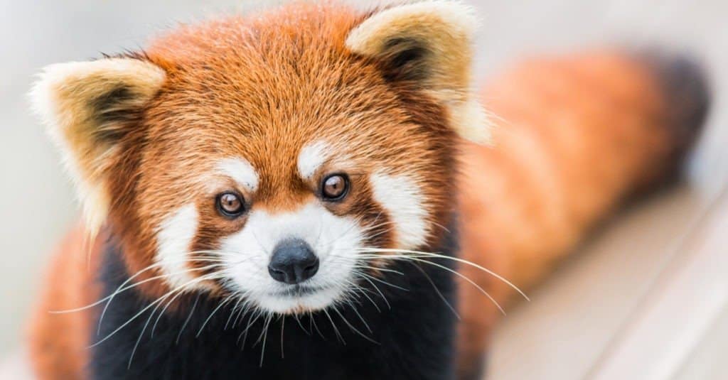 The Surprising Answer to Can You Have a Red Panda as a Pet