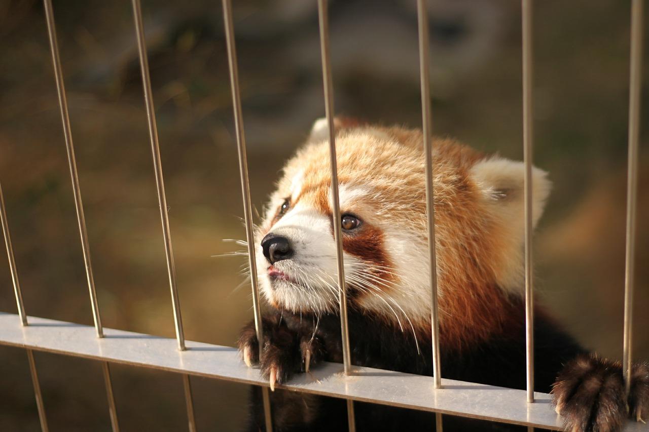 The Surprising Truth About Keeping a Red Panda as a Pet