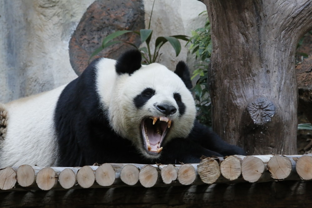 The Surprising Truth About Whether Pandas Can Be Dangerous