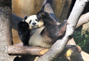 Uncovering the Surprising Reasons Why Pandas Are So Clumsy